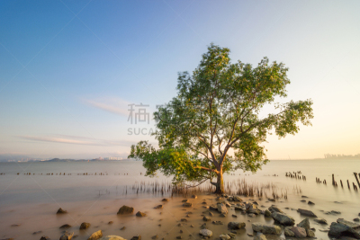红树,海洋,在下面,天空,美国红树,橙色伞菌,鸡笼,面向陆地,十二生肖,海星