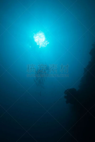 沟壑,深的,垂直画幅,水,水下,埃及,野外动物,巴哈马国,中东,礁石