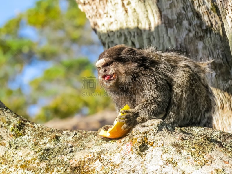 猴子,lion tamarin,狨猴,热带音乐,自然,野生动物,水平画幅,动物习性,野外动物,动物主题