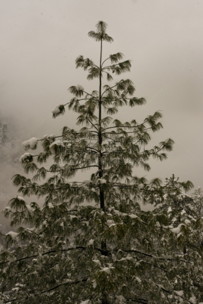 冬天,山脉,雪,草,植物群,干的,地形,前景聚焦,非都市风光,户外