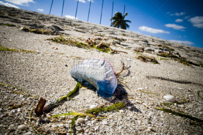 portuguese man o' war,垂直画幅,无脊椎动物,野生动物,沙子,无人,有毒生物体,海洋生命,异国情调,特写