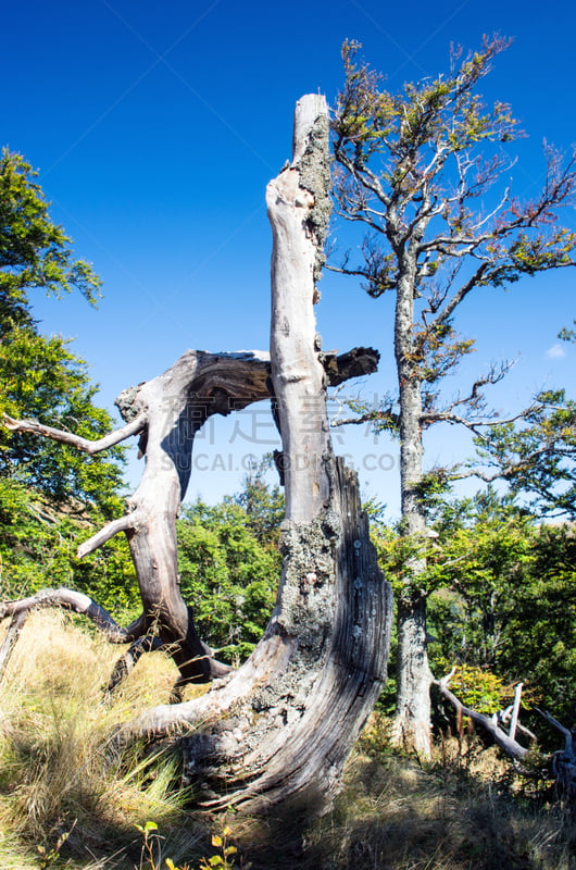 山,卡帕锡安山脉,黄昏,高原,乌克兰,地形,特伦钦,垂直画幅,无人,夏天