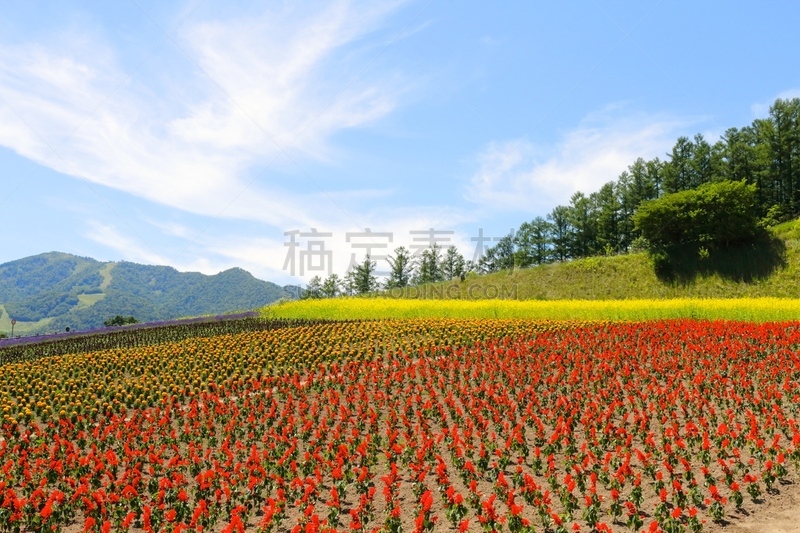 公园,富良野,山,葡萄,熏衣草,黄色,红色,紫色,云