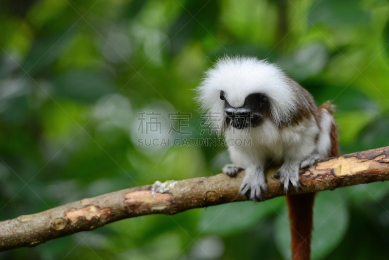 cotton-top tamarin,自然,图像聚焦技术,选择对焦,褐色,水平画幅,小的,灰发,可爱的