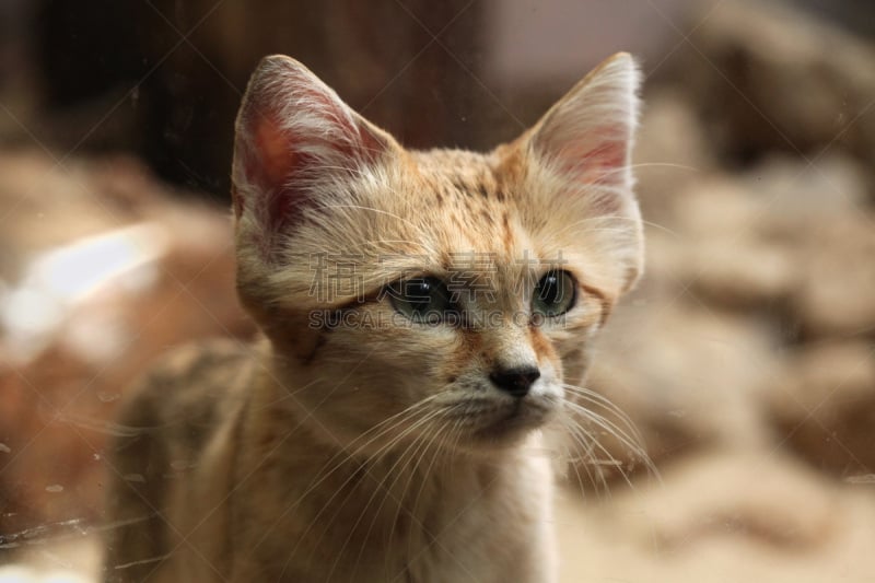 沙猫,野猫,食肉目,撒哈拉沙漠,野生猫科动物,水平画幅,沙子,动物身体部位,野外动物,户外