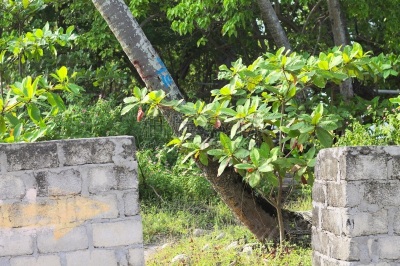 阿里环礁,砖墙,建筑物门,马尔代夫,园林,阴影,树干,植物,热带树,户外