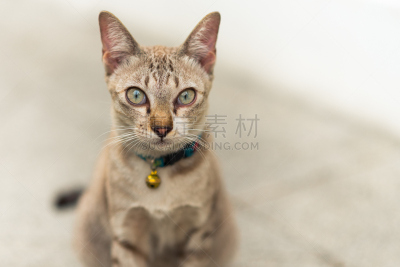 斑纹猫,美,禅宗,留白,水平画幅,奶油,动物身体部位,干净,光,特写