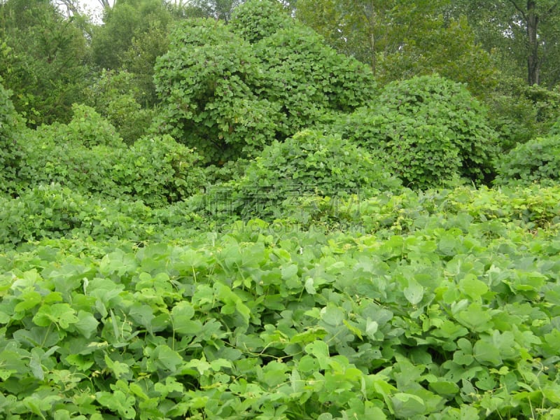 野葛,簇叶从生的,有蔓植物,水平画幅,绿色,无人,彩色图片,有包装的,叶子,覆盖