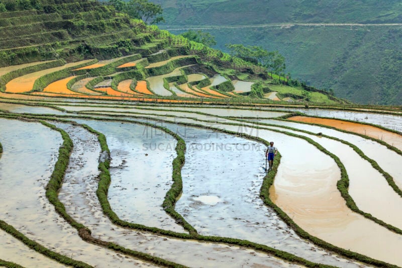 田地,越南,季节,稻,梯田,mud pot,白族,查济,弯曲,浇水