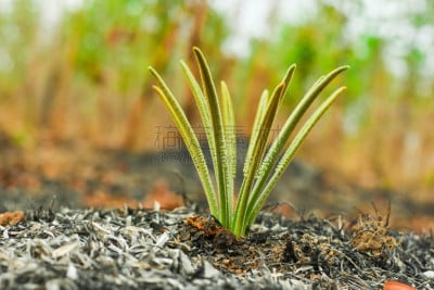 秧苗,苏铁科植物,公亩,青年人,清新,景观设计,环境,天气,灰,背景