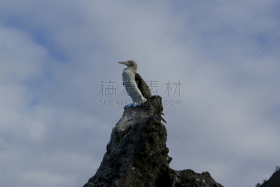 蓝足结巴鸟,宏伟,南美,地名,水平画幅,拉维达岛,侧面像,鸟类,动物身体部位,加拉帕戈斯群岛