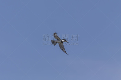 束带翠鸟,户外,蓝色,浅的,美,自然,野生动物,图像,水平画幅,活物钓鱼