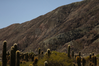 cardon cactus,扑那,萨尔塔省,天空,水平画幅,山,无人,干的,石头,仙人掌
