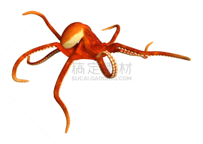 白色,三维图形,红色章鱼,章鱼,触须,头足类动物,自然,野生动物,水平画幅,无人