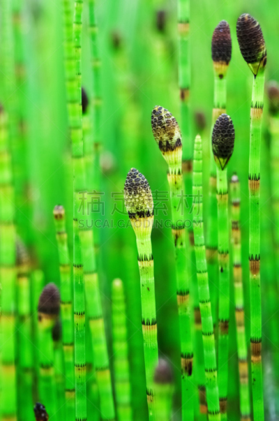 马尾,黑色,植物,绿色,茎,沼,自然,垂直画幅,野生动物,无人
