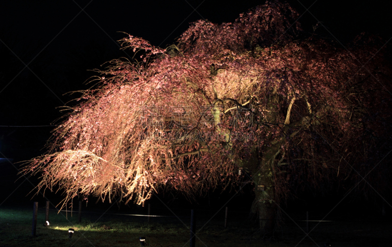 静冈县,夜晚,日本,樱之花,垂枝樱花,伊豆半岛,安装牛磺,花见节,垂枝日本早樱,生物学过程