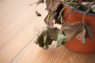 仿旧磨损的效果,植物,草莓,留白,死亡的植物,叶脉,枯萎的,水平画幅,无人,死的