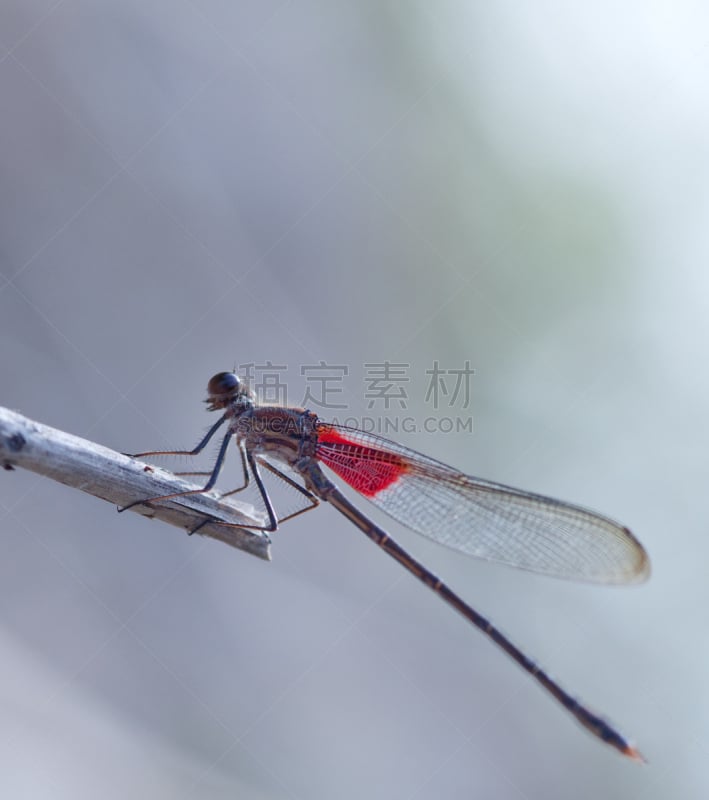 美洲红点蜻蜓,垂直画幅,美,蜻蜓,嫩枝,田纳西,豆娘,红色,棍,昆虫