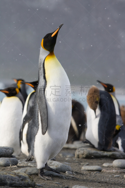 帝企鹅,戈登海港,南乔治亚岛,大群动物,垂直画幅,雪,企鹅,巨大的,野外动物,夏天