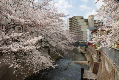 樱花,神田河,泉,水,美,水平画幅,无人,户外,都市风景,白色
