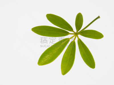 叶子,皇后伞树,黄绿色,白色背景,图像,室内植物,无人,植物,水平画幅,绿色