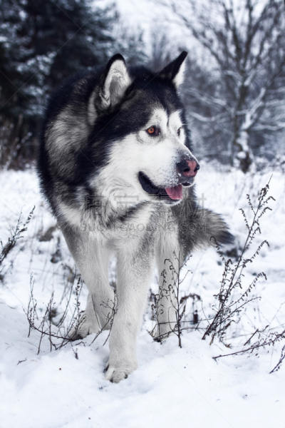 阿拉斯加雪橇犬,爱斯基摩犬,垂直画幅,雪,无人,户外,猎犬,犬科的,哺乳纲,冬天