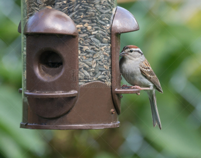 chipping sparrow,褐色,野生动物,水平画幅,鸟类,北美,枝,麻雀,坐,休息