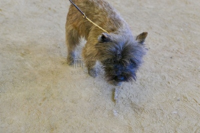 梗犬,动物保护,可爱的,遛狗师,纯种犬,宠物项圈,犬恶丝虫,受过训练的狗,狗