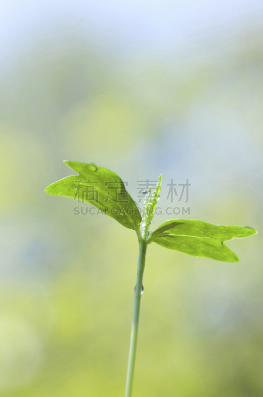 自然,垂直画幅,绿色,秧苗,无人,日本,春天,植物,新生活,环境