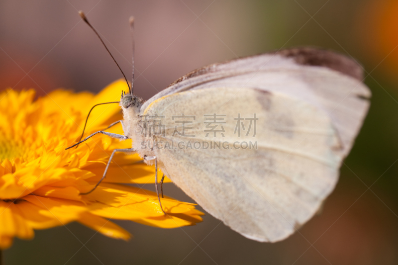 大白蝴蝶,无脊椎动物,水平画幅,蝴蝶,无人,2015年,昆虫,摄影