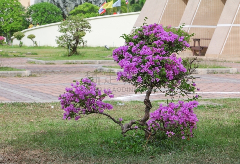 三角梅,园林,自然,自然美,紫色,石竹目,花卉花环,美,公园,气候