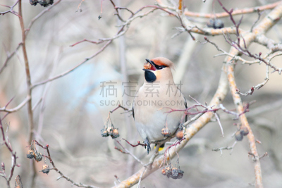 连雀,枝,叶子,褐色,水平画幅,雪,鸟类,野外动物,户外,山楂
