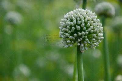 洋葱,花蕾,埃鲁姆湾,水平画幅,形状,素食,无人,电灯泡,夏天,户外