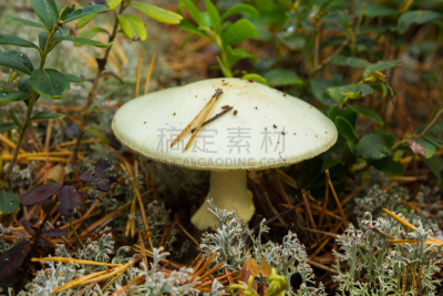 有毒生物体,蘑菇,鸭舌帽,森林,熟的,草,小的,生物学家,植物,自然荒野区