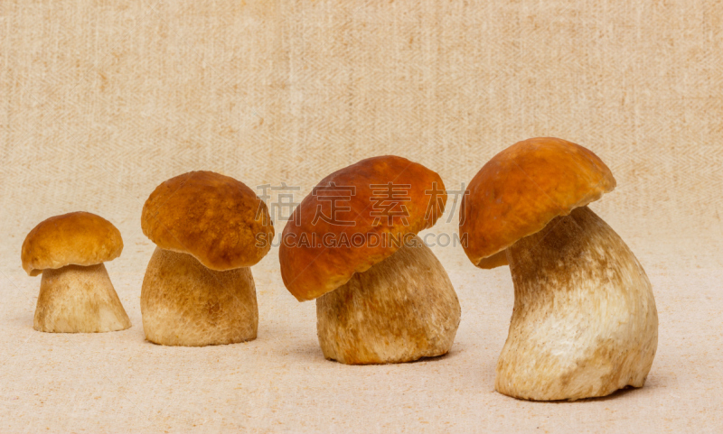 蘑菇,美味牛肝菌,桌布,植物叶柄,胡椒牛肝菌,porcini mushroom,褐色,水平画幅,无人,生食