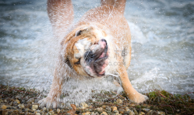 可爱的,英格兰斗牛犬,水,美,寻回犬,水平画幅,进行中,湿,夏天,户外