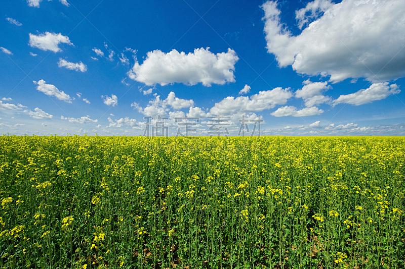 云,菜籽,天空,水平画幅,无人,夏天,户外,云景,农作物,田地