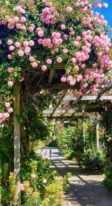 Normandie.Village de Veules les Roses.Pergolas couvertes  de roses en été.