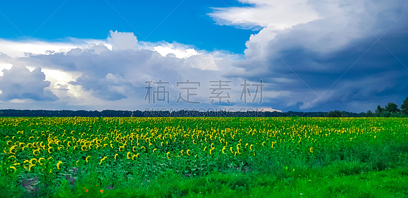天空,田地,黄色,向日葵,海洋,美,水平画幅,云,夏天,户外