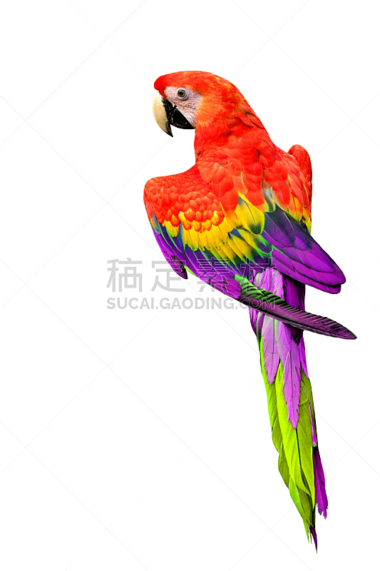 鸟类,鹦鹉,白色背景,金刚鹦鹉,红色,紫色,分离着色,垂直画幅,无人,蓝色