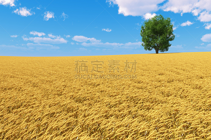 天空,田地,金色,蓝色,小麦,分离着色,美,水平画幅,无人,绘画插图