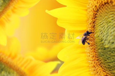 花粉,蜜蜂,向日葵,水平画幅,无人,夏天,户外,特写,两翼昆虫,完美