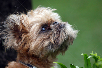 griffon bruxellois,monkey face,纯种犬,水平画幅,岩石,动物身体部位,动物毛发,户外,动物头,狗
