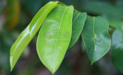 叶子,番荔枝,水平画幅,无人,特写,植物,热带气候,清新,自然界的状态