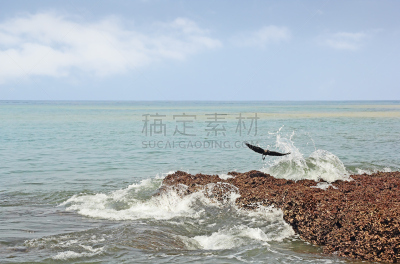 鸟类,波浪,水,天空,水平画幅,无人,户外,云景,准确,海滩
