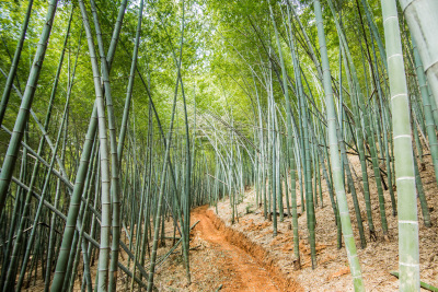 小路,竹林,公园,水平画幅,无人,户外,笋,树林,植物,热带气候