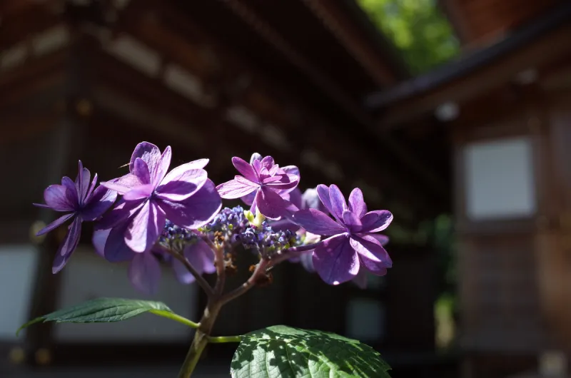 八仙花属 紫色 轻的 矮橡林 星和园 开花时间间隔 六月 选择对焦 美 公园图片素材下载 稿定素材