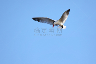 红嘴巨鸥,燕鸥,水平画幅,橙色,鸟类,动物身体部位,翅膀,黑色,加拿大,白色