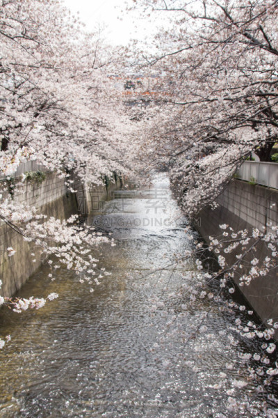 樱花,神田河,泉,垂直画幅,水,美,无人,户外,都市风景,白色