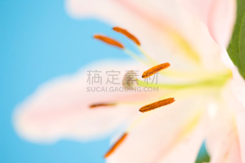 卡萨布兰卡,卡撒布兰卡百合,白色,水平画幅,无人,纯净,夏天,特写,花瓣,摄影